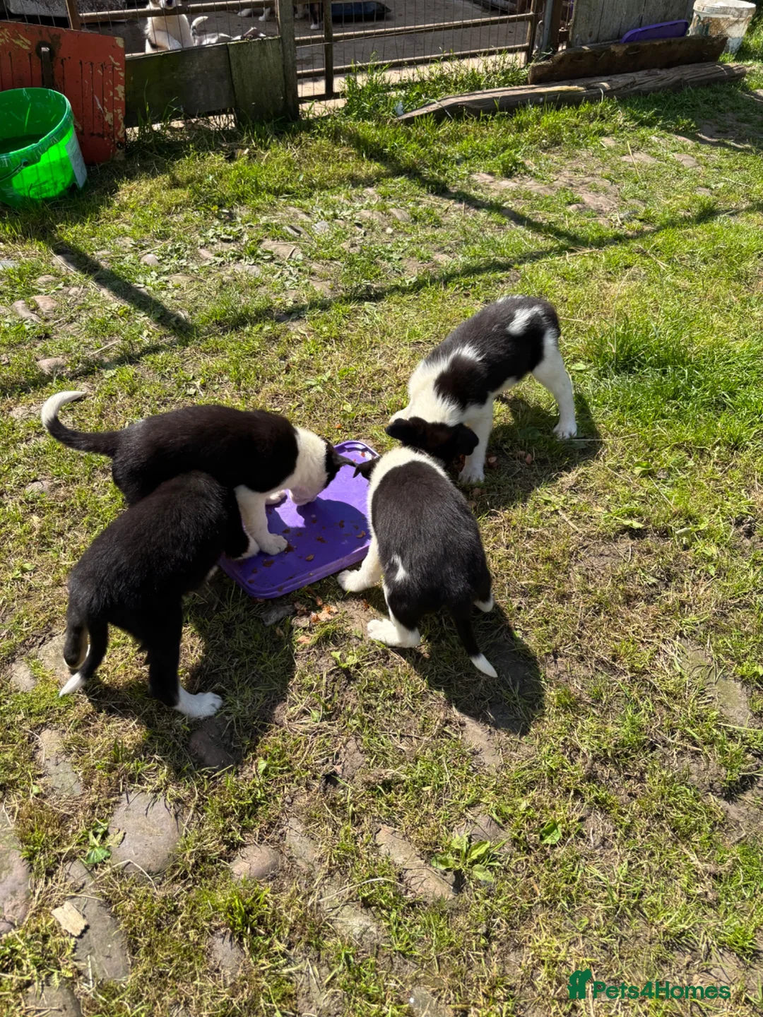 Border Collie dogs for sale: Border collie pups  in Haltwhistle - Advert 12