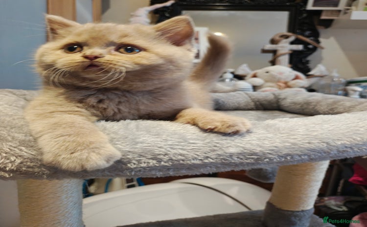 British Longhair cats - Advert 3