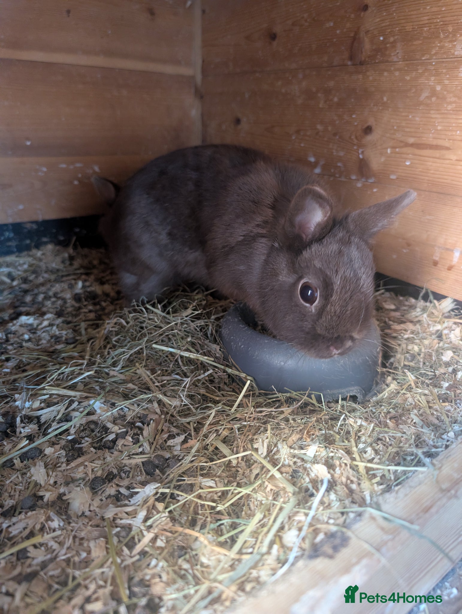 Netherland Dwarf rabbits Netherland dwarfs  - Advert 1