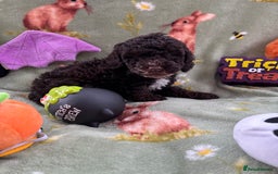 Cockapoo dogs for sale: PRA clear F1b Cockapoo puppies  - Image 23