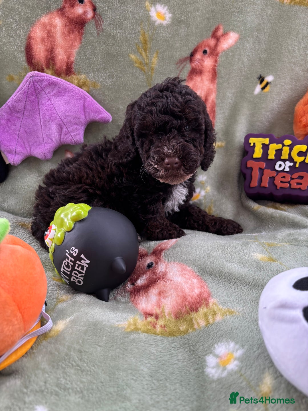 Cockapoo dogs for sale: PRA clear F1b Cockapoo puppies  - Image 23