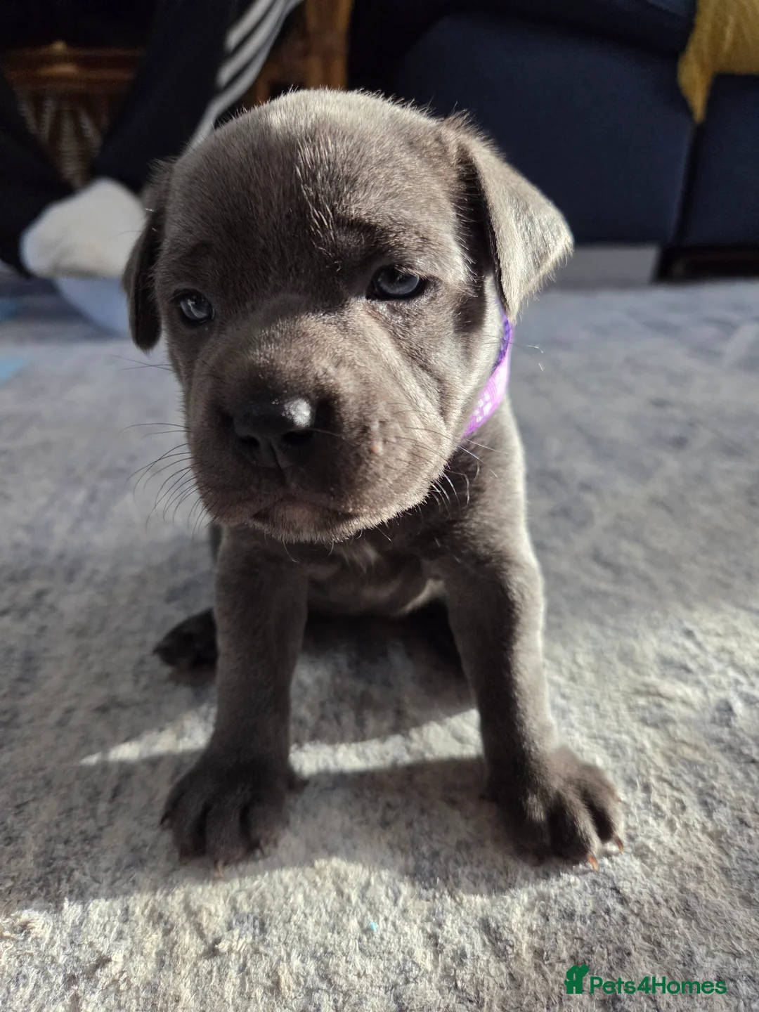 Staffordshire Bull Terrier dogs for sale: Staffordshire bull terrier blue-white - Advert 13