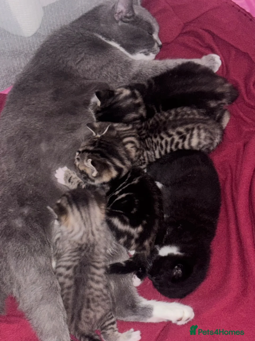 Mixed Breed cats for sale: British short hair X Tabby Kittens - Advert 2