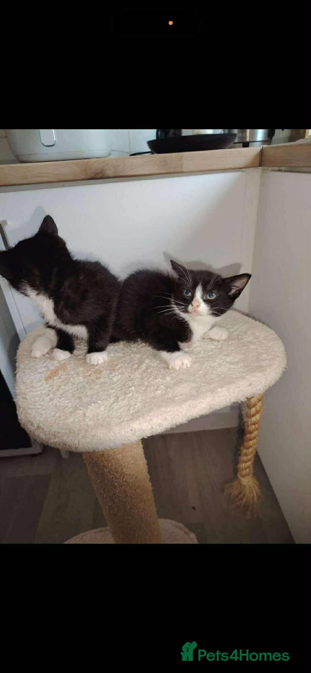 Mixed Breed cats for sale: Ragdoll x babies - Advert 11