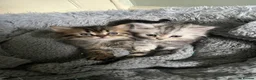 Persian cats for sale: Half persian kittens  - Advert 3