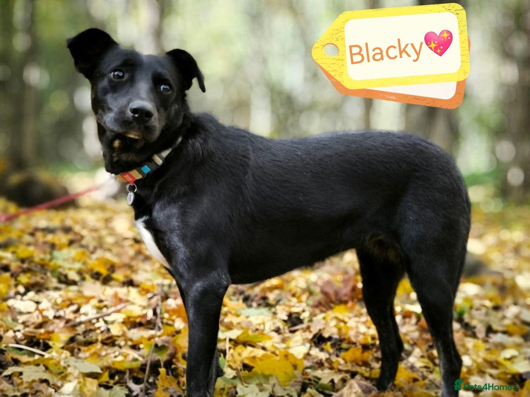 Mixed Breed dogs for adoption: 💖🐶 BLACKY 🐶💖 - Advert 4