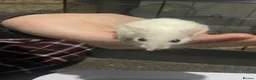 Mouse rodents for sale: Multimammates  - Advert 15