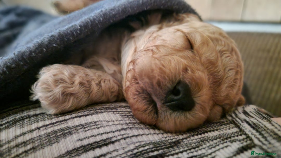 Poochon dogs for sale: Beautiful Poochon Puppies - Image 11