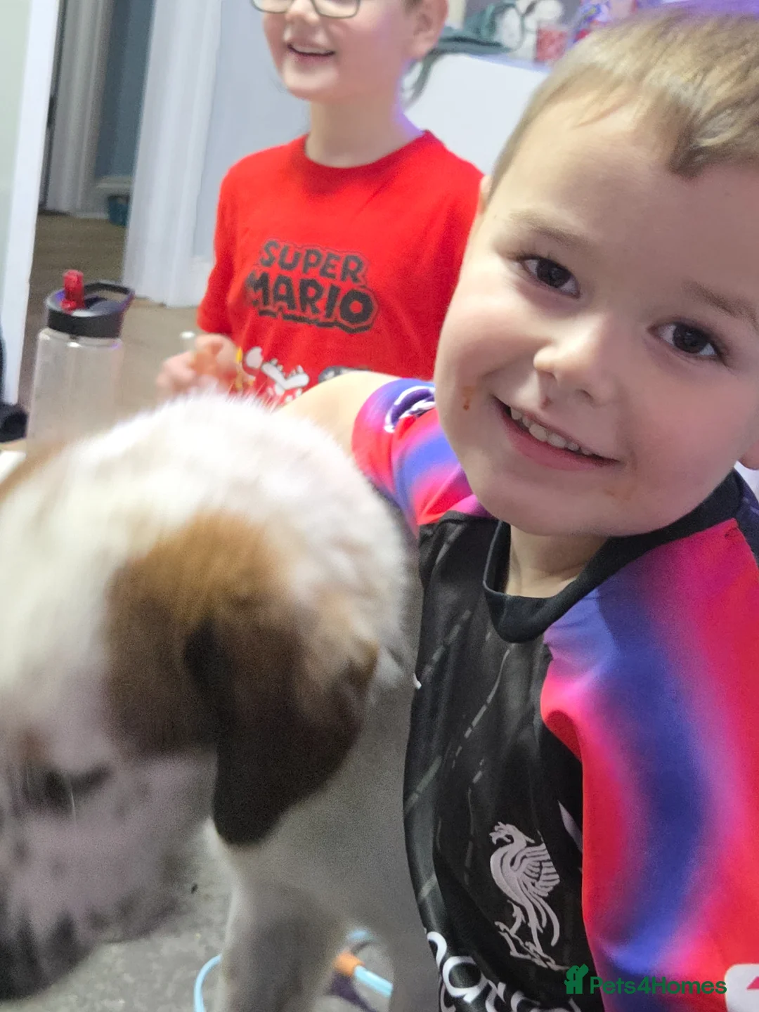 German Shepherd dogs for sale: Greek sherpard in Portsmouth - Advert 2