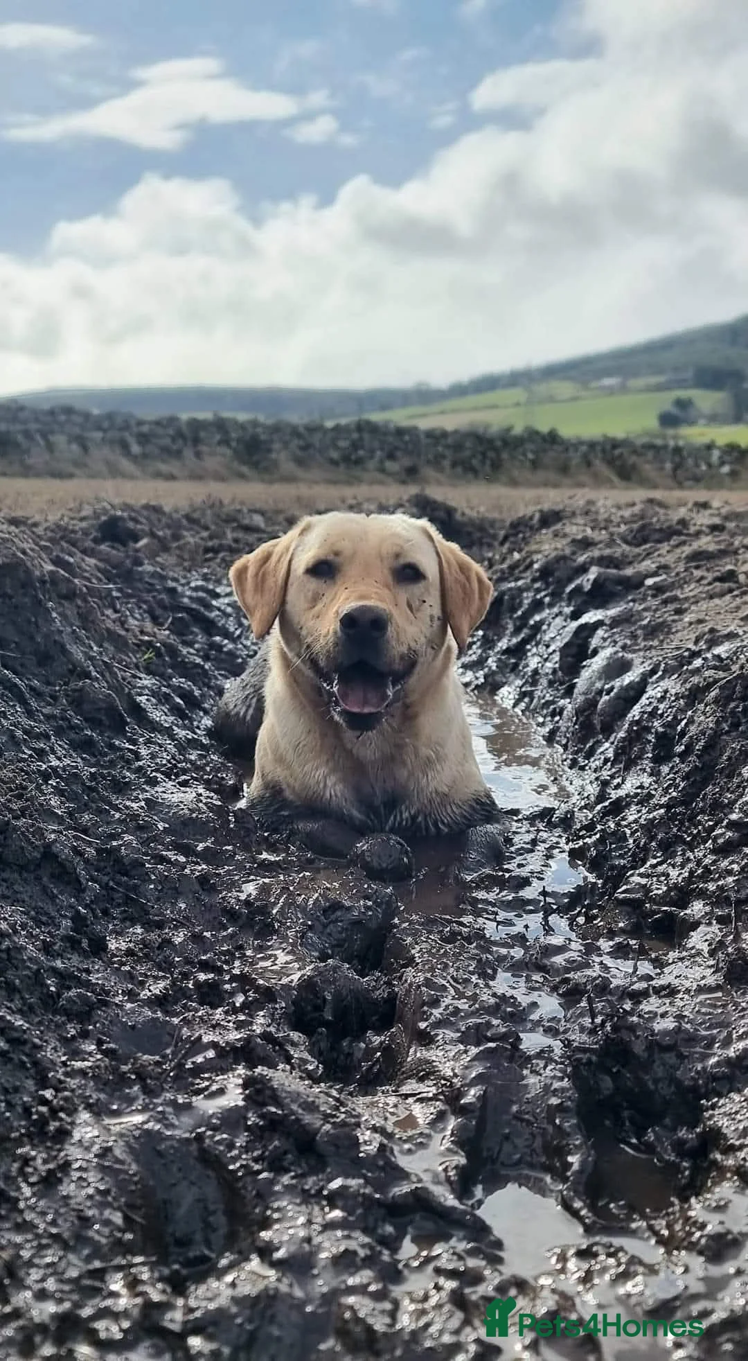 Labrador Retriever dogs for stud: Standing at stud heath tested Labrador - Advert 2