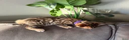 Bengal cats for sale: Beautiful Pedigree Bengal kittens for sale  - Advert 35