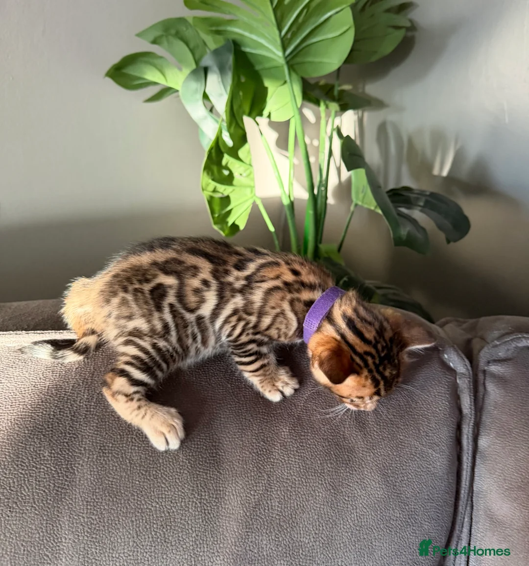 Bengal cats for sale: Beautiful Pedigree Bengal kittens for sale  - Advert 35