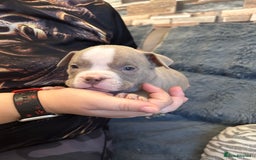 American Bully dogs for sale: 🐾 ABKC Registered Micro/Pocket Bully Puppies! 🐾 - Image 29