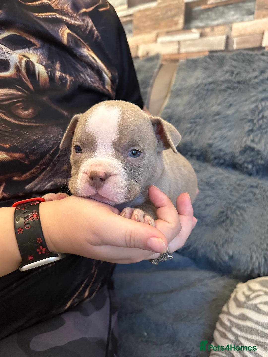 American Bully dogs for sale: 🐾 ABKC Registered Micro/Pocket Bully Puppies! 🐾 - Image 29