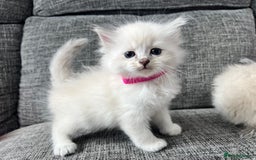 Siberian cats for sale: 🩵🩵Stunning Siberian Neva Masquerade Babies🩵🩵 - Image 19