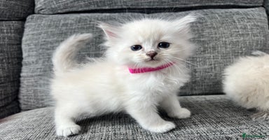 Siberian cats - Advert 3