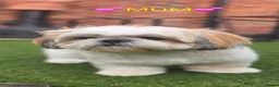 Shih Tzu dogs for sale: 🐶🐾EXCEPTIONAL PURE STANDARD SHIH TZU PUPPIES🐾🐶 - Advert 31