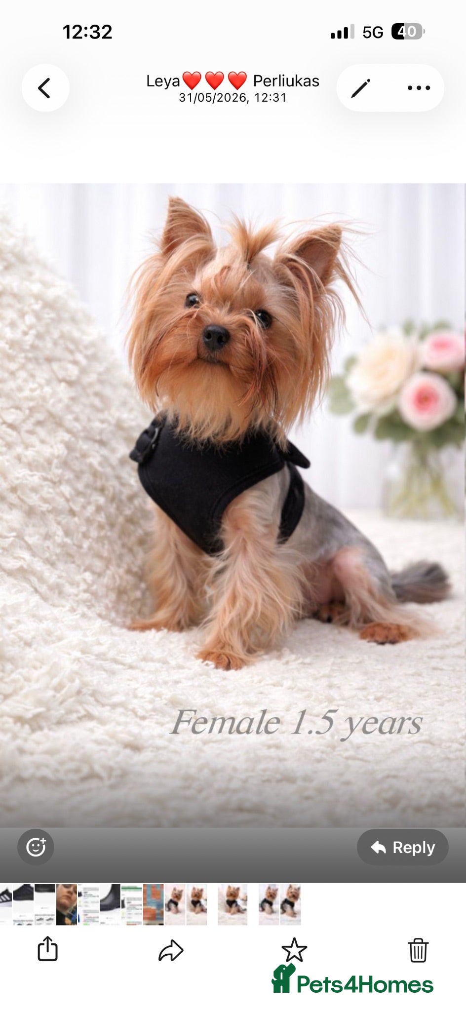 Yorkshire Terrier dogs Beautiful Male and female  - Advert 1