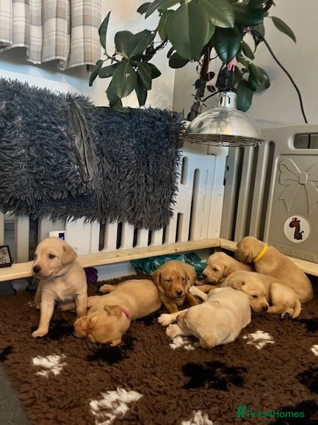 Labrador Retriever dogs for sale: Beautiful Labrador girl for sale  - Advert 3