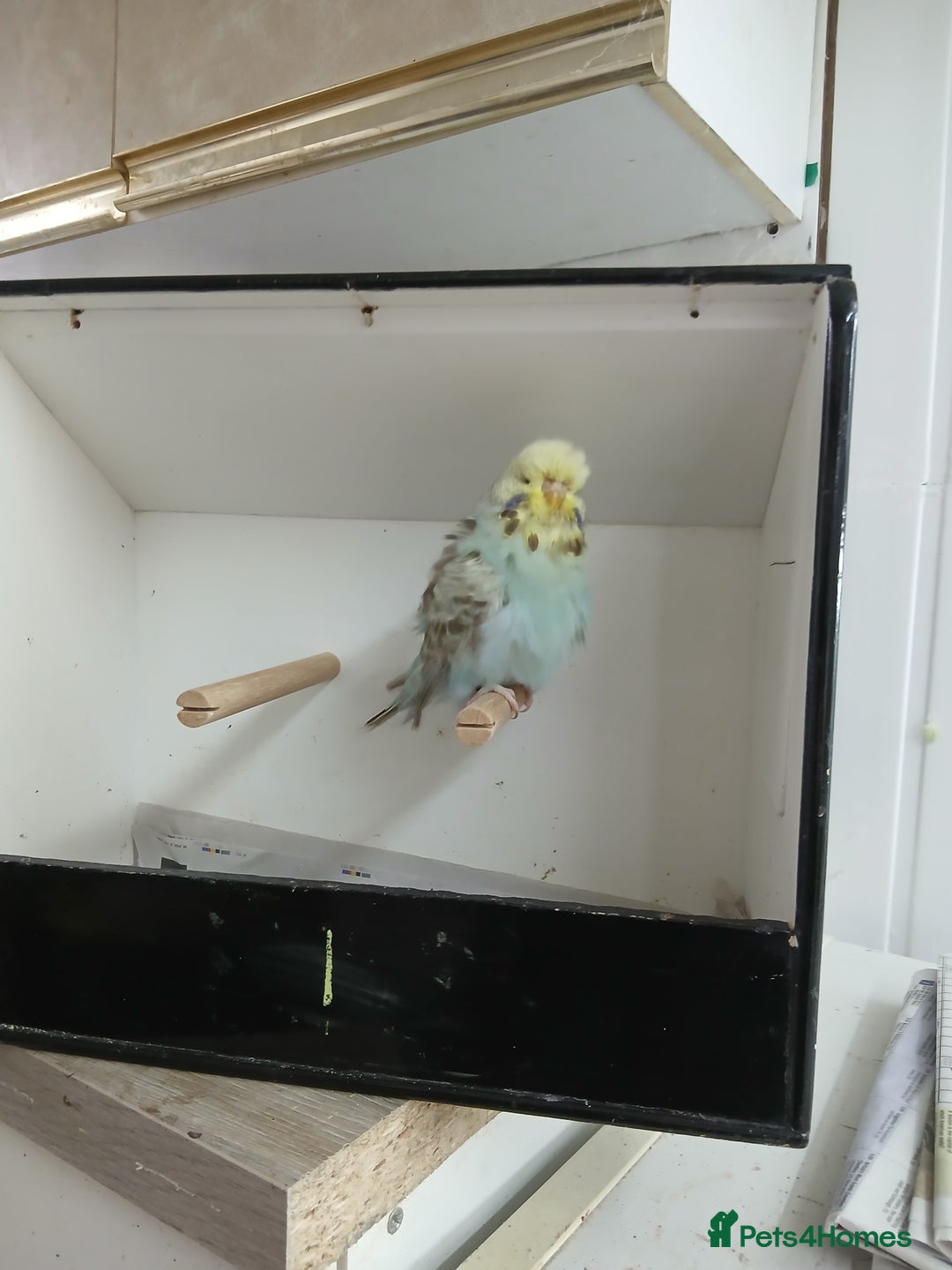Budgerigars birds for sale: Budgerigars  - Image 2