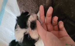 Shih Tzu dogs for sale: shih tzu puppies  - Advert 7