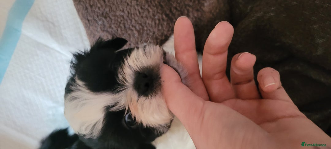 Shih Tzu dogs for sale: shih tzu puppies  - Advert 7