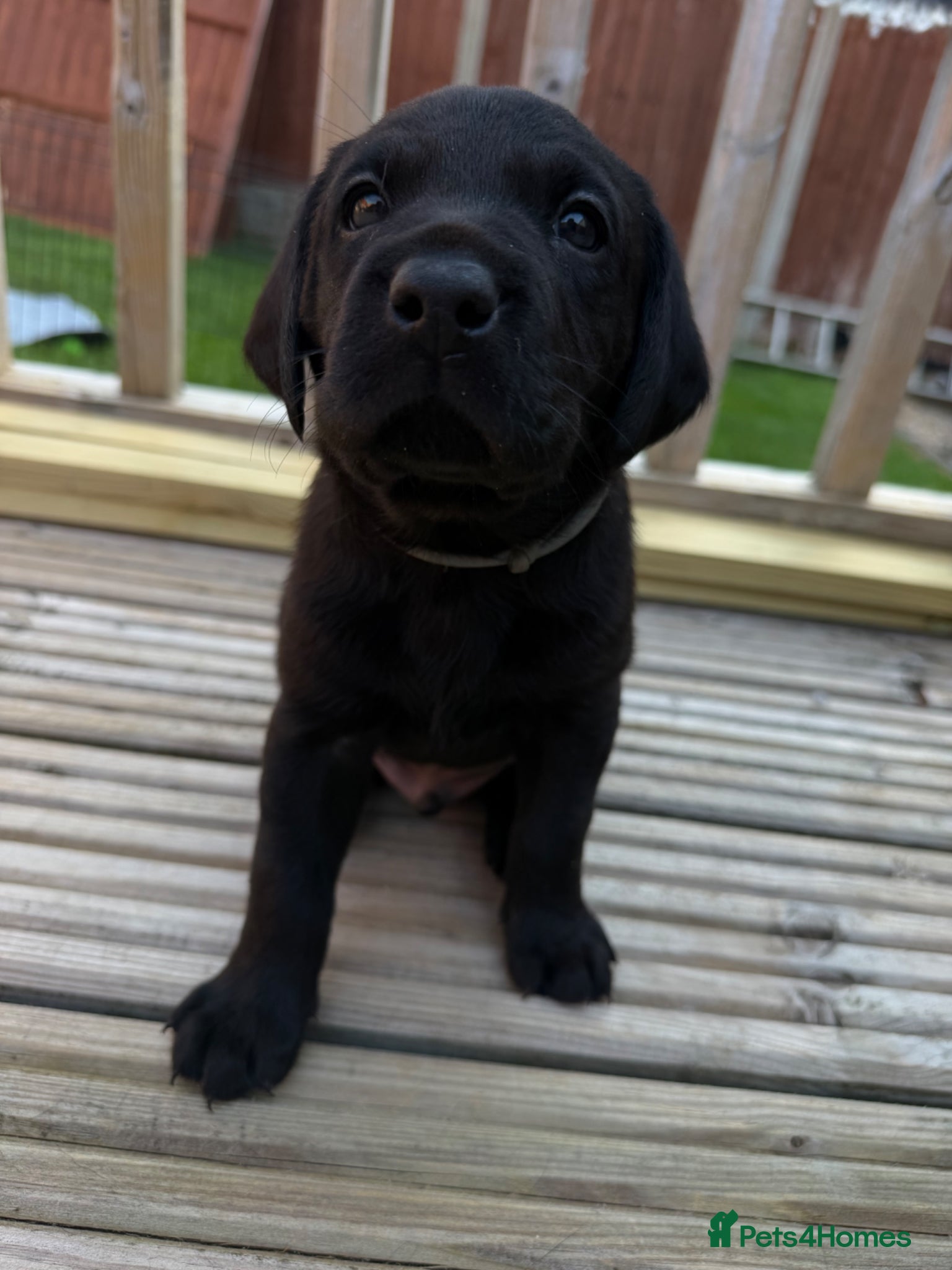 Labrador Retriever dogs KC Registered, Pedigree, Labrador Retriever  - Advert 17
