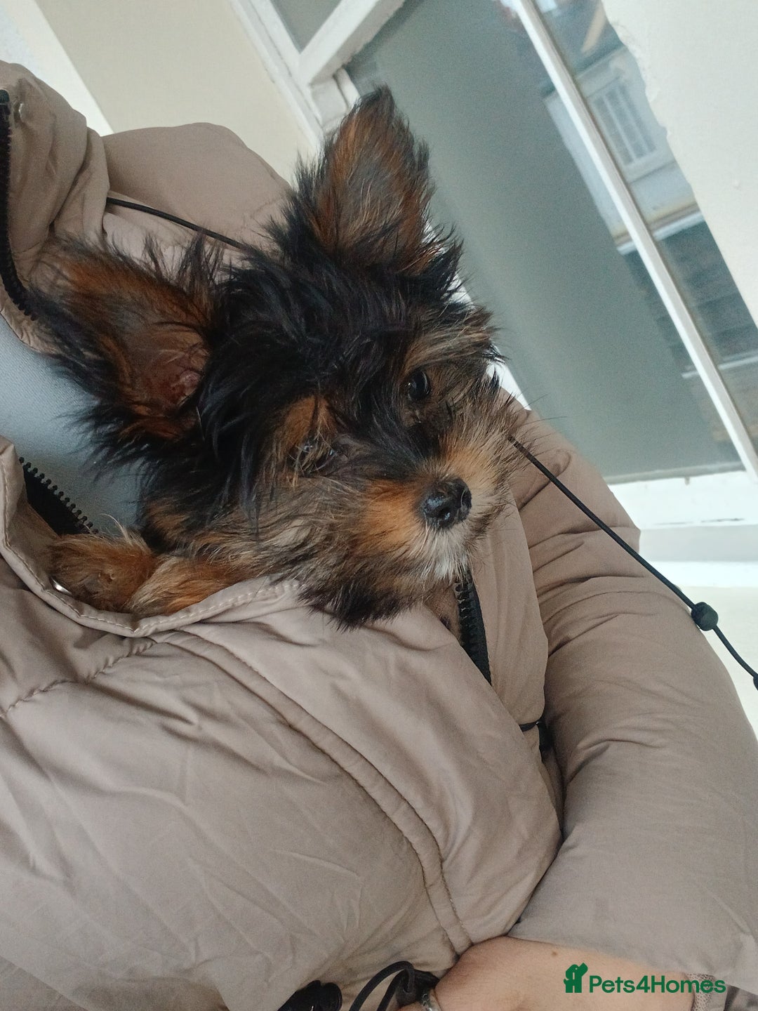 Yorkshire Terrier dogs for sale:  **  Yorkshire Terrier - Advert 2