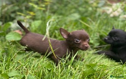 Chorkie dogs for sale: Chorkie puppies for forever homes  - Image 25
