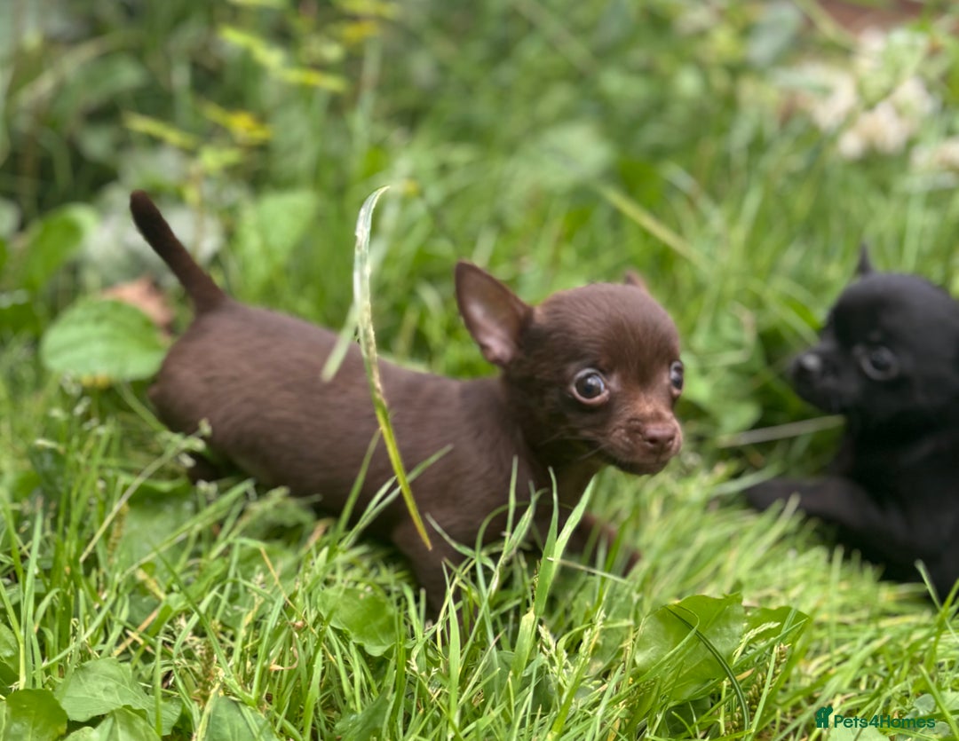 Chorkie dogs for sale: Chorkie puppies for forever homes  - Image 25