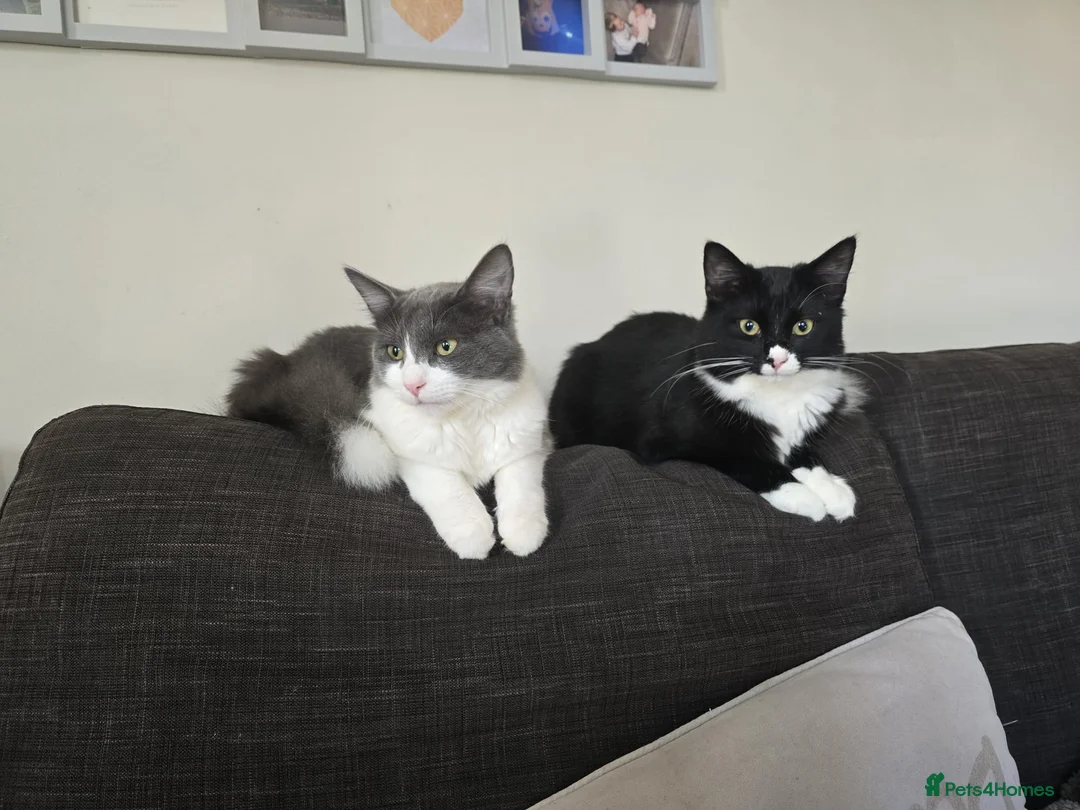 Mixed Breed cats for sale: 2 male cats - Advert 1