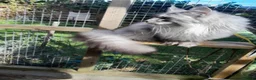 Maine Coon cats for sale: black silver/smoke TICA 3G boy&girl maine coon - Advert 12