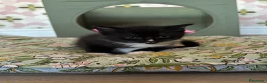Mixed Breed Kitten 2
