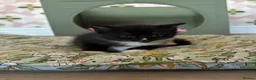 Mixed Breed cats for sale: 2 gorgeous kittens - Advert 2