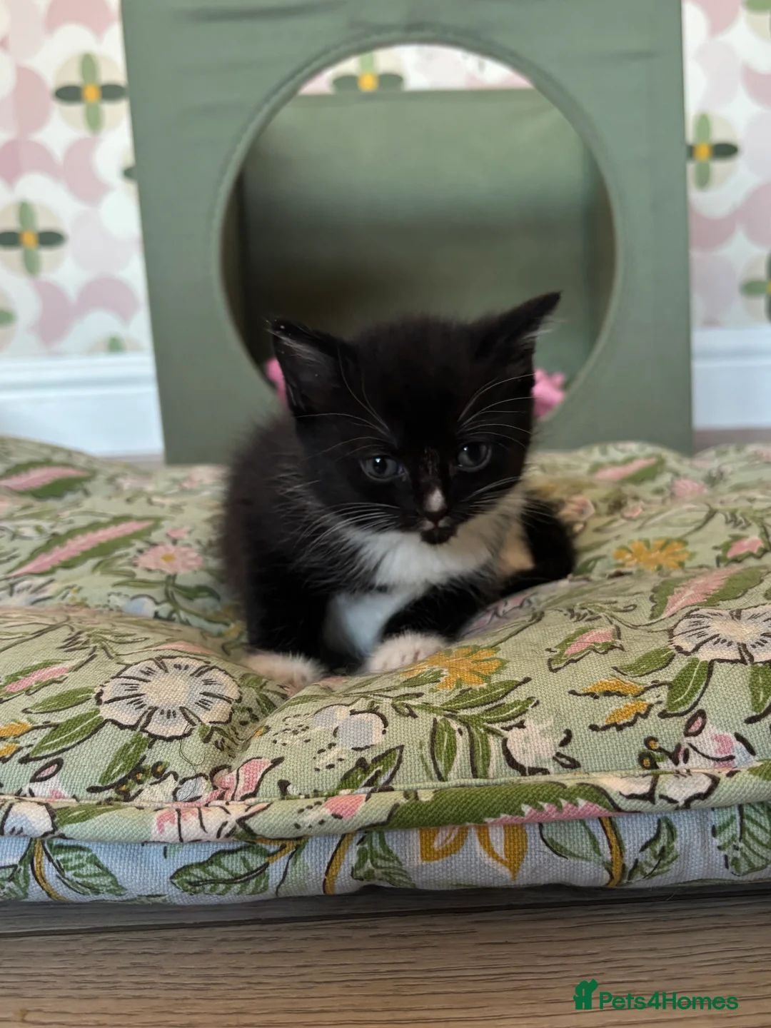 Mixed Breed cats for sale: 2 gorgeous kittens - Advert 2