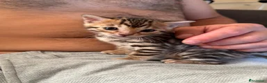 Bengal 1