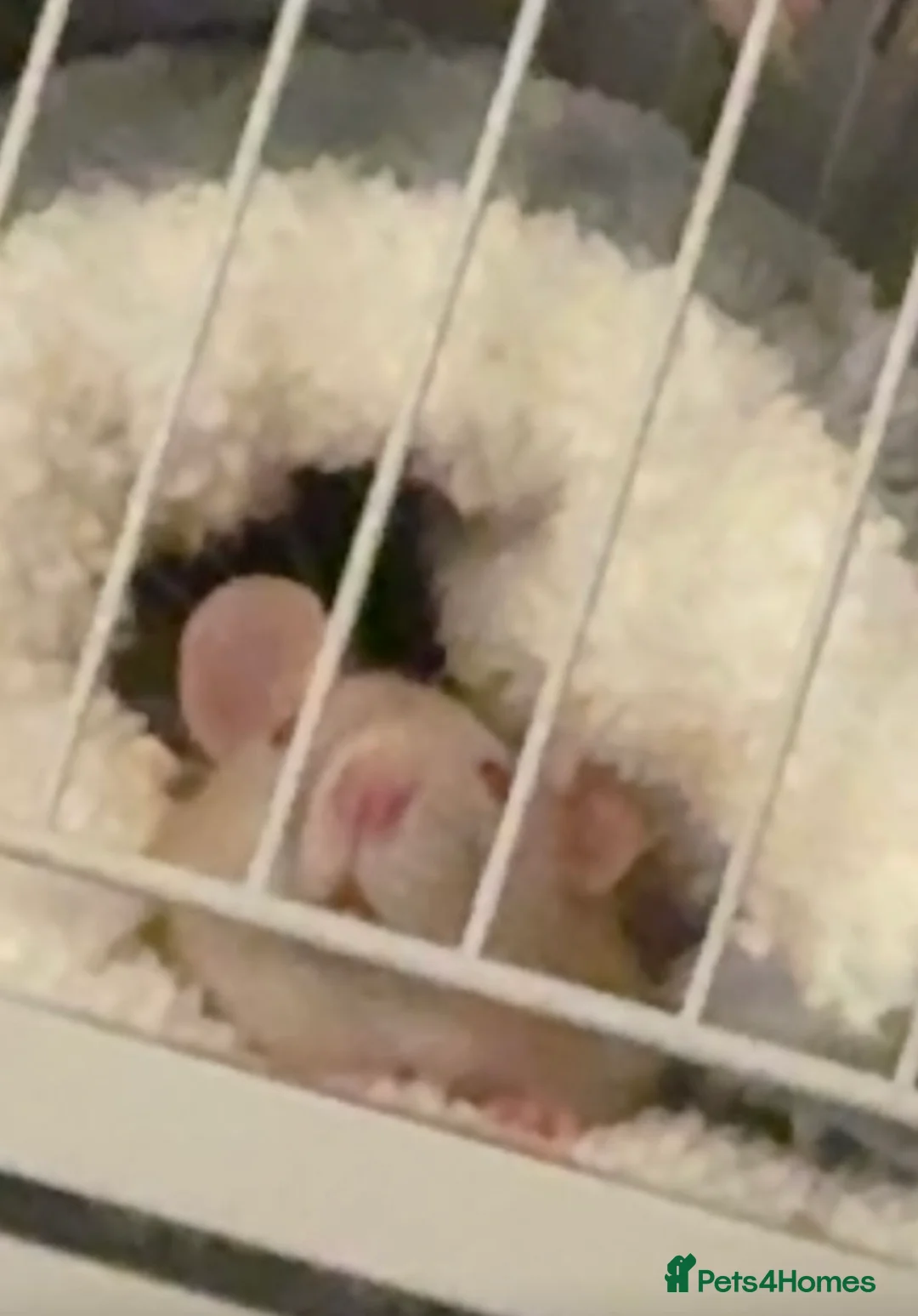 Rat rodents for sale: 2 x female rats  - Advert 2