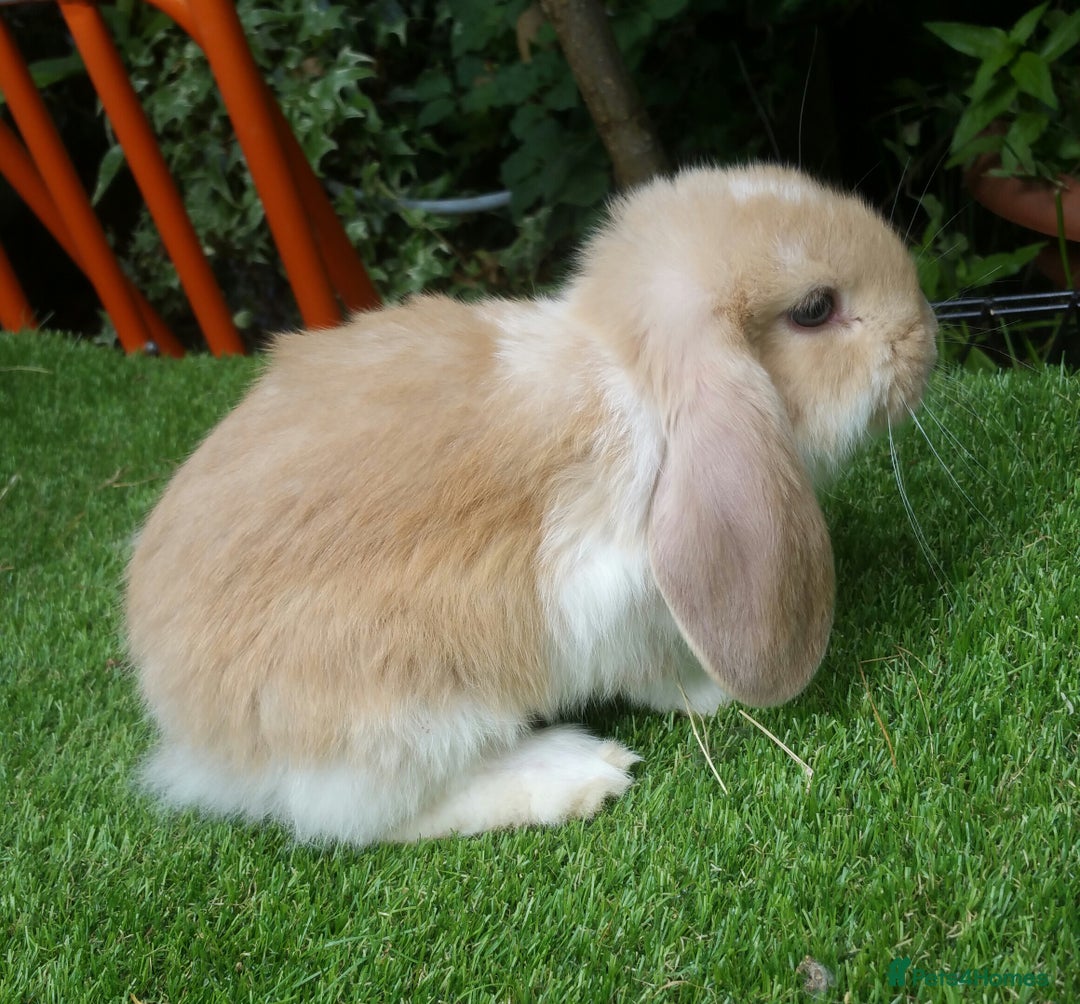 French Lop rabbits for sale: Giant French Lop Planned Litters - Vaccinated   - Image 5