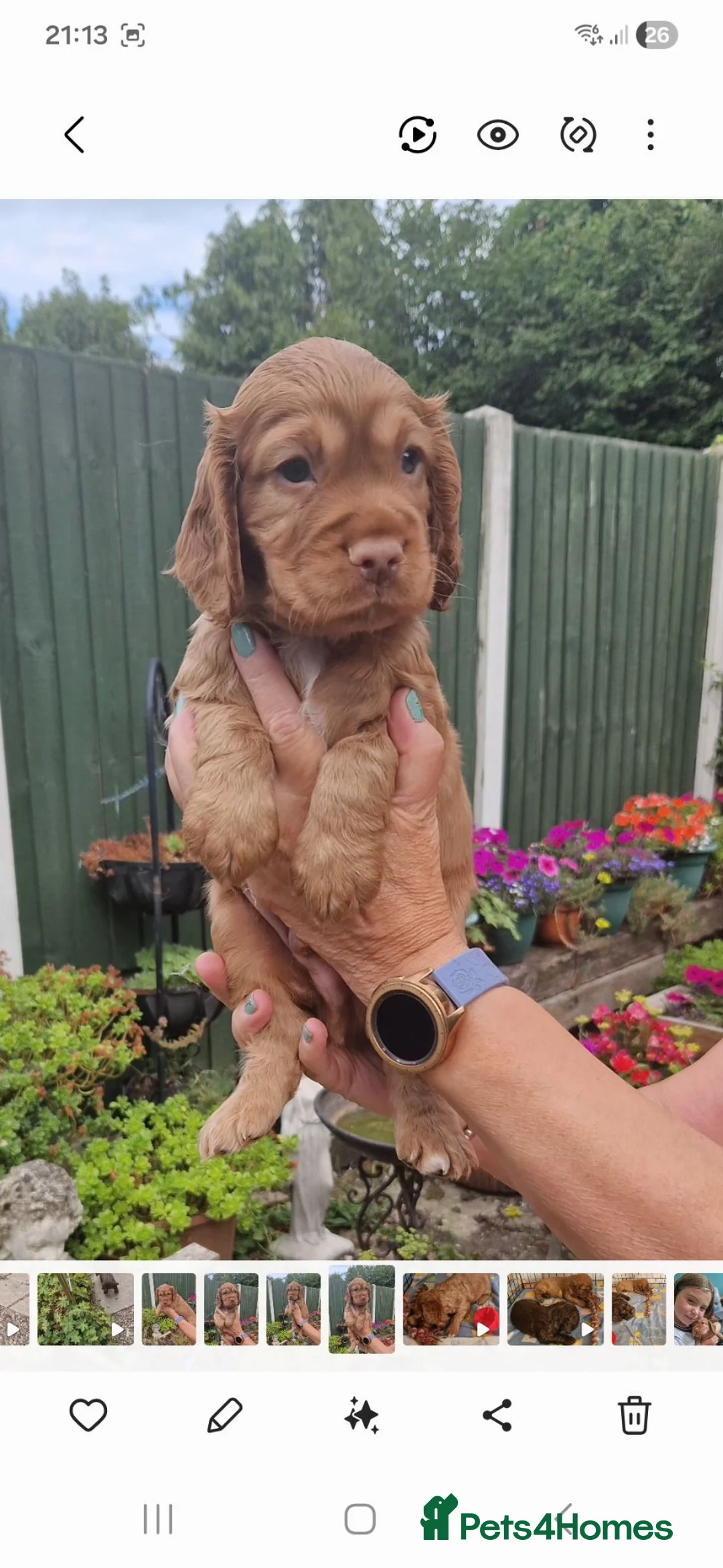 Cocker Spaniel dogs for sale: Stunning Litter of Cocker Spaniels - Advert 2