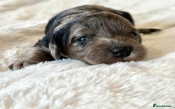 Cockapoo dogs for sale: F1b Miniature Cockapoo Pups Fully Health Tested - Advert 31