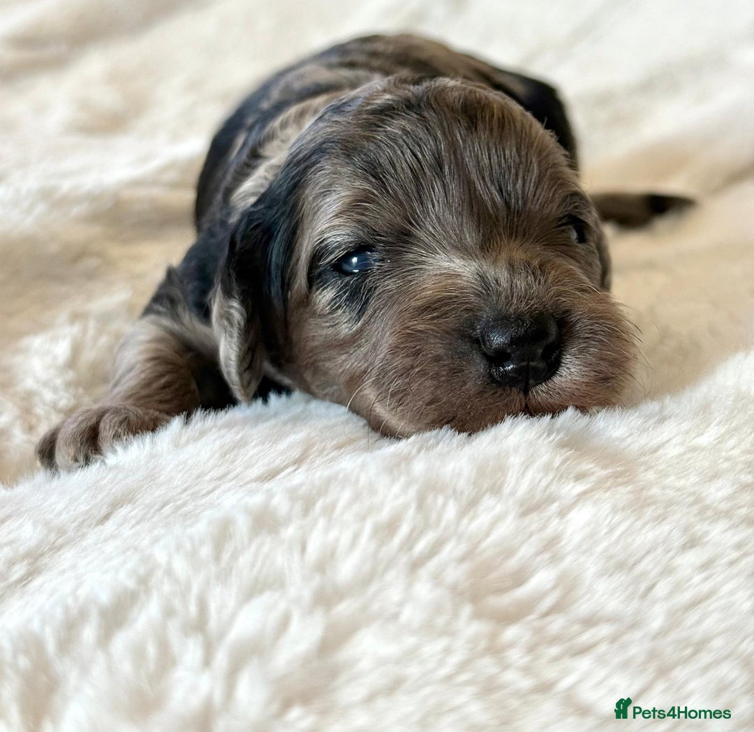 Cockapoo dogs for sale: F1b Miniature Cockapoo Pups Fully Health Tested - Advert 31