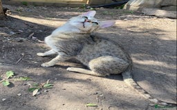 Savannah cats for sale: STUNNING SAVANNAH girl F5 sbt pure pedigree  - Image 14
