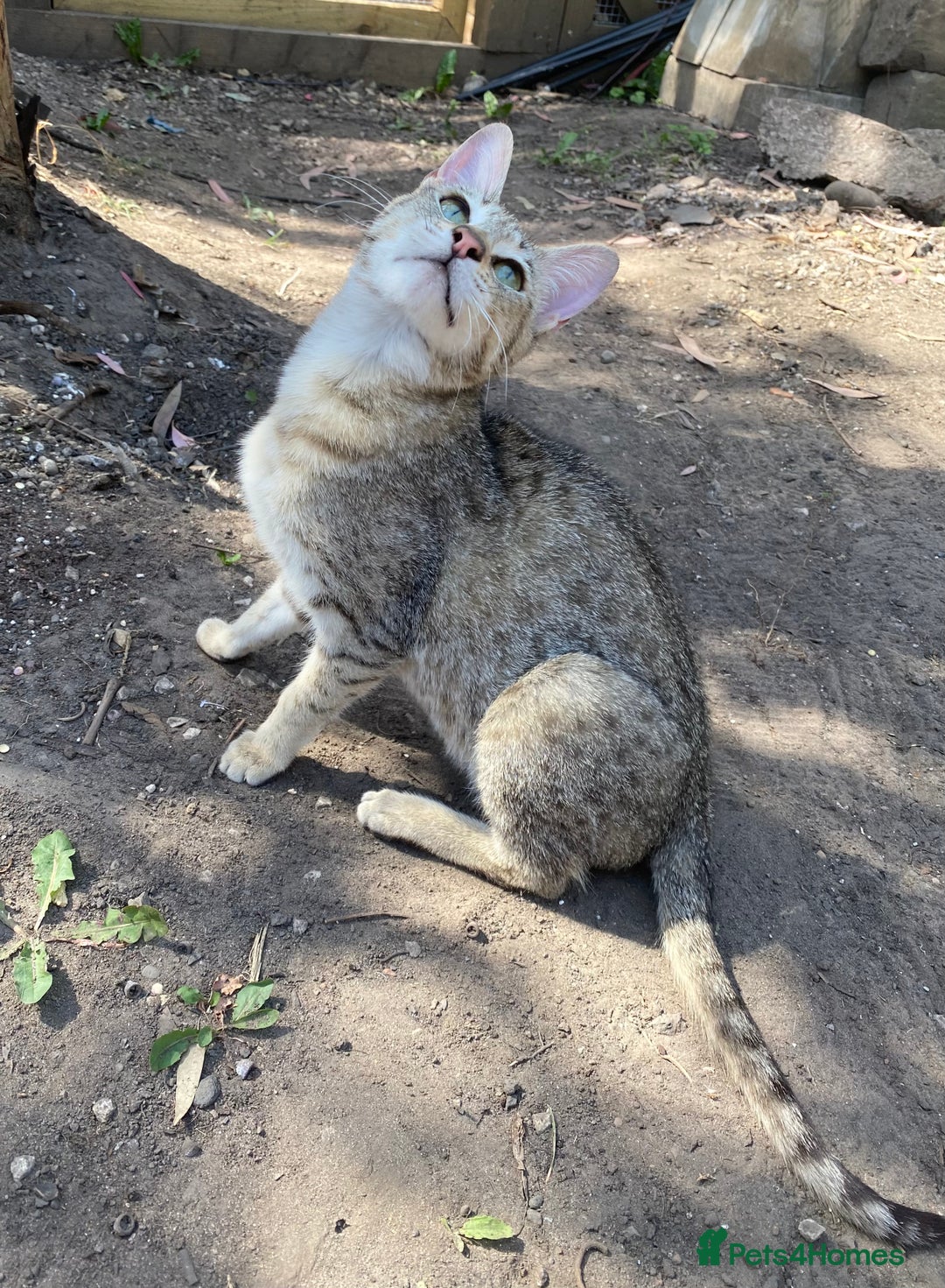 Savannah cats for sale: STUNNING SAVANNAH girl F5 sbt pure pedigree  - Image 14