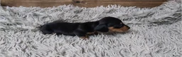 Miniature Dachshund dogs for sale: Mini Dachshund Puppies KC Ready start of March 🐾 - Advert 11