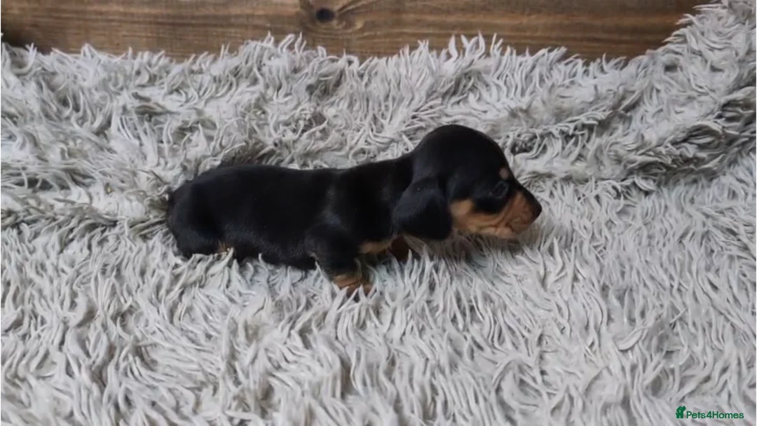 Miniature Dachshund dogs for sale: Mini Dachshund Puppies KC Ready start of March 🐾 - Advert 11