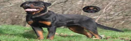 Rottweiler dogs for sale: Outstanding Strong Young Male Rottweiler For Sale - Advert 3