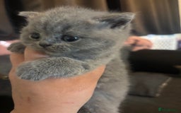 British Shorthair cats for sale: British blue shorthairs girls ready 10/8 - Image 10