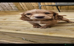 Cocker Spaniel dogs for sale: Health tested working cocker spaniels  - Image 16