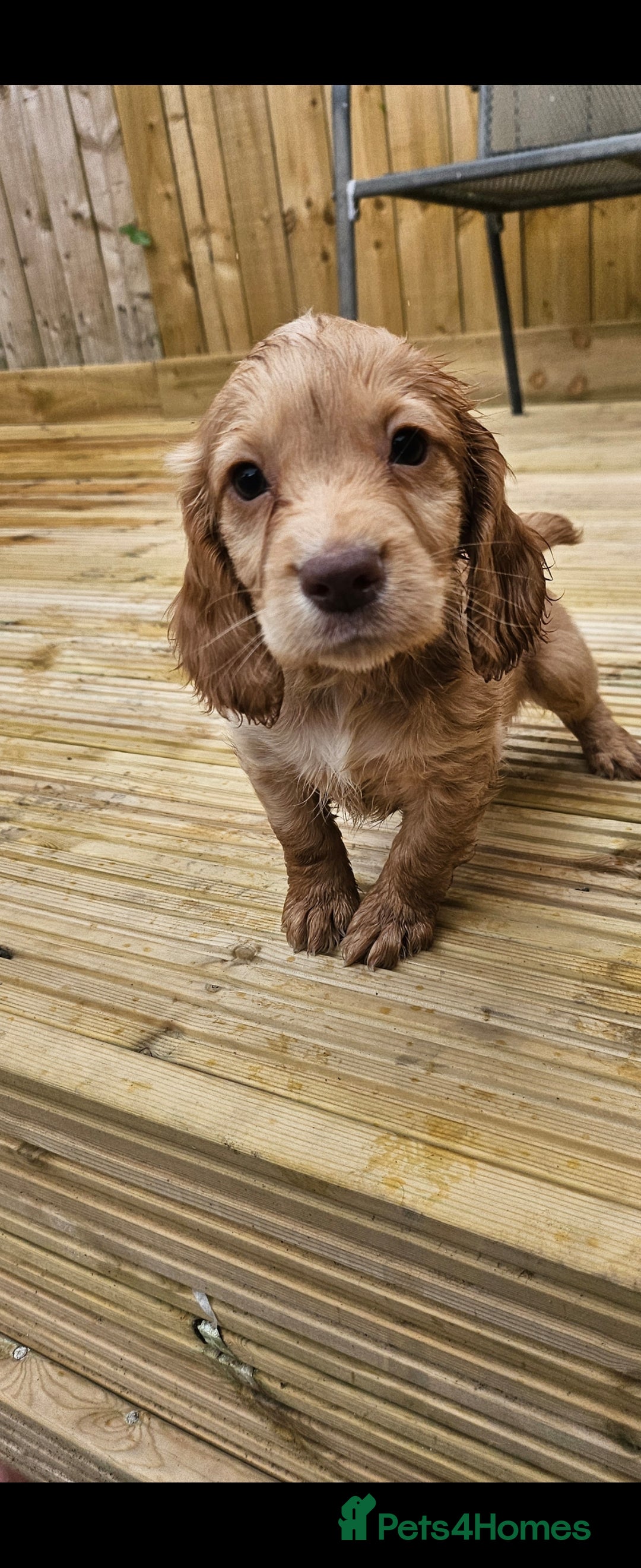 Cocker Spaniel dogs for sale: Health tested working cocker spaniels  - Image 16