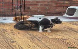 Mixed Breed cats for sale: Playful kittens🥰 - Advert 12